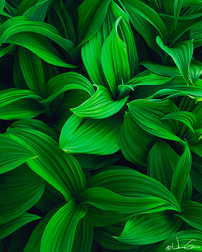 Veratrum II