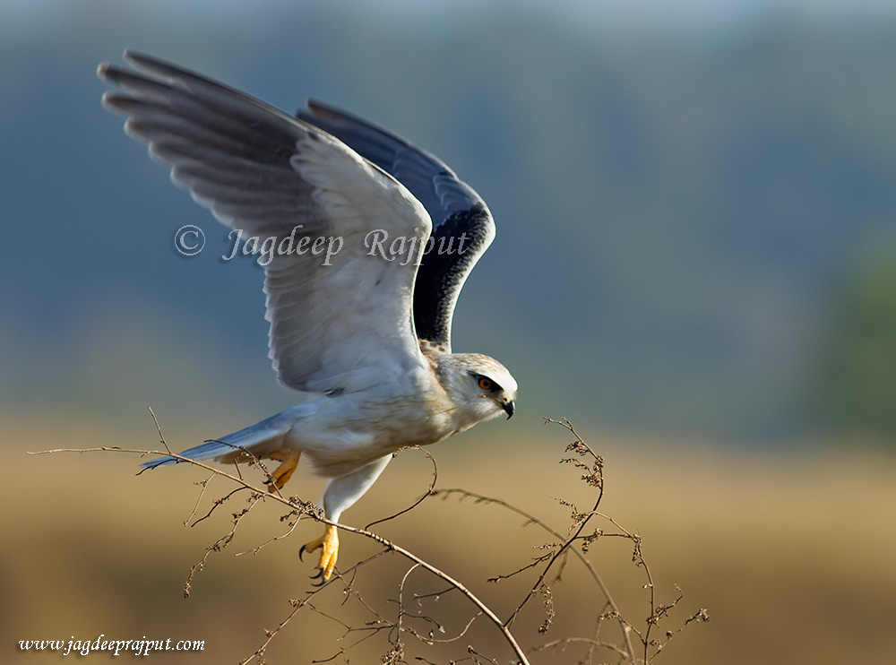 Blackshouldered Kite