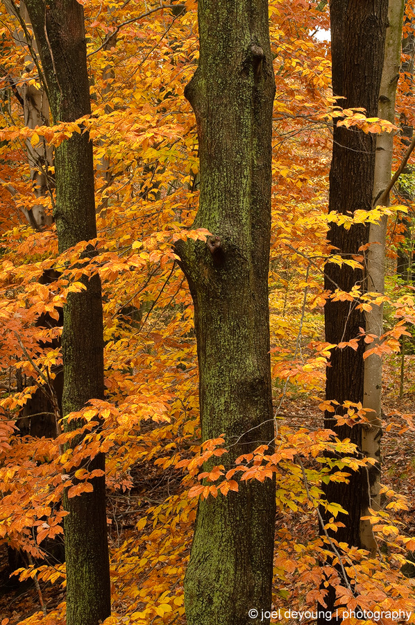 Trees