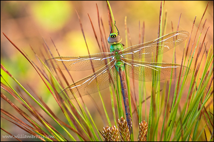 Common Green Darner 