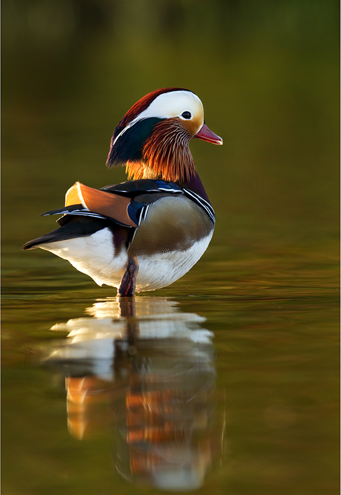 Mandarin