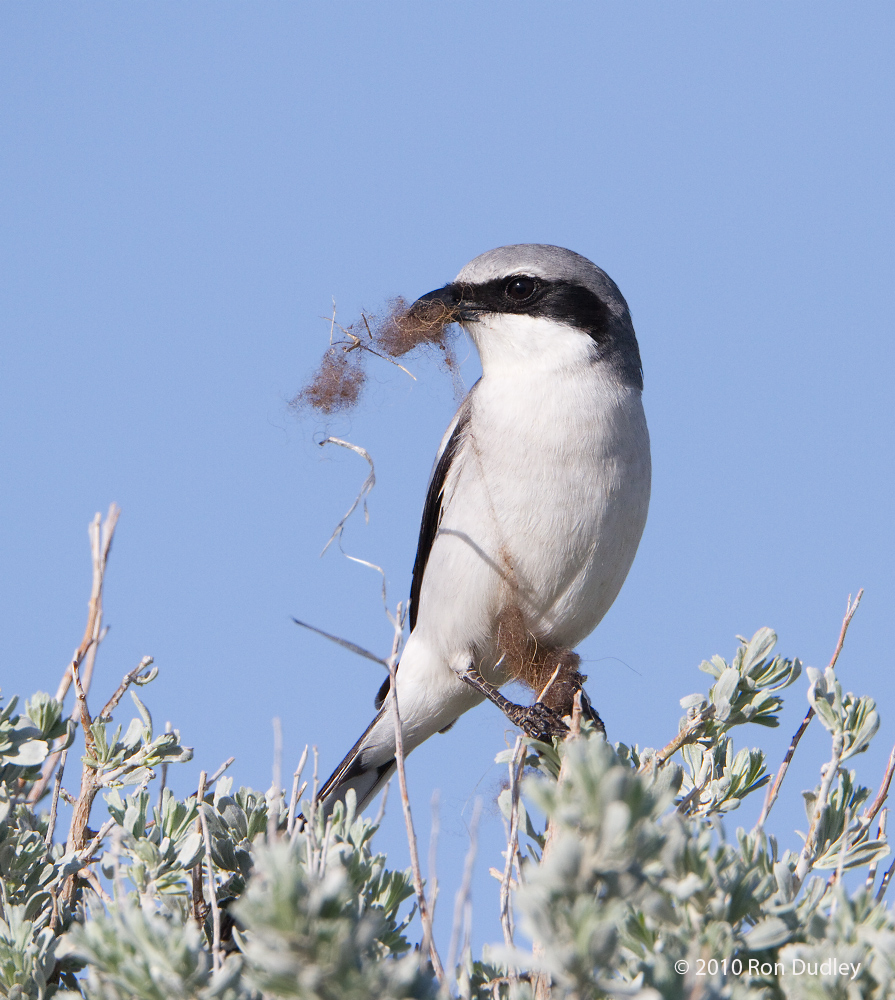 Loggerhead Shrike