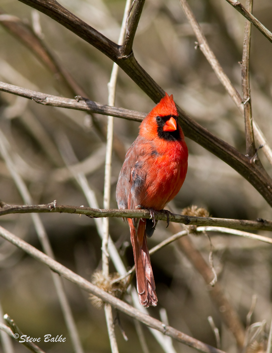 Cardinal+Repost
