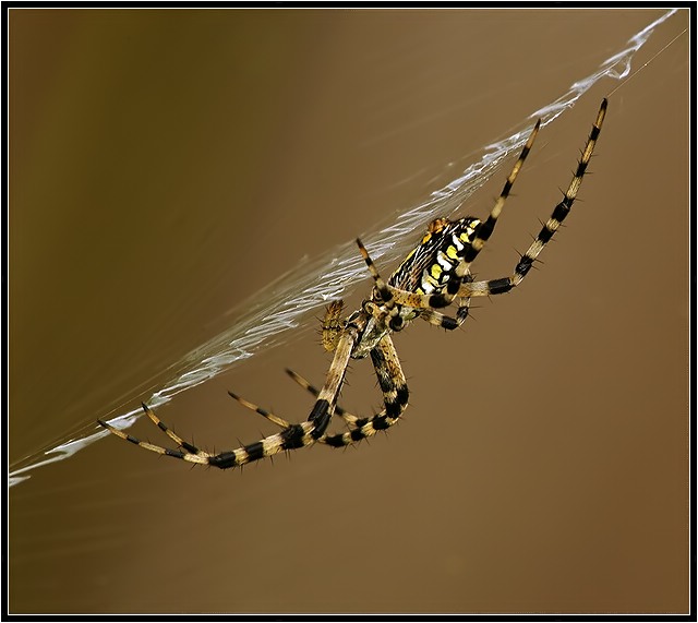 Black & Yellow Argiope