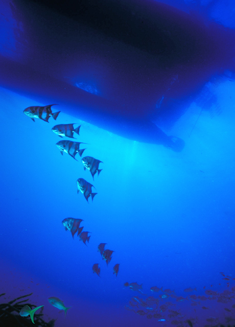 Atlantic Spadefish