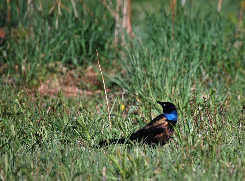 Common Grackle