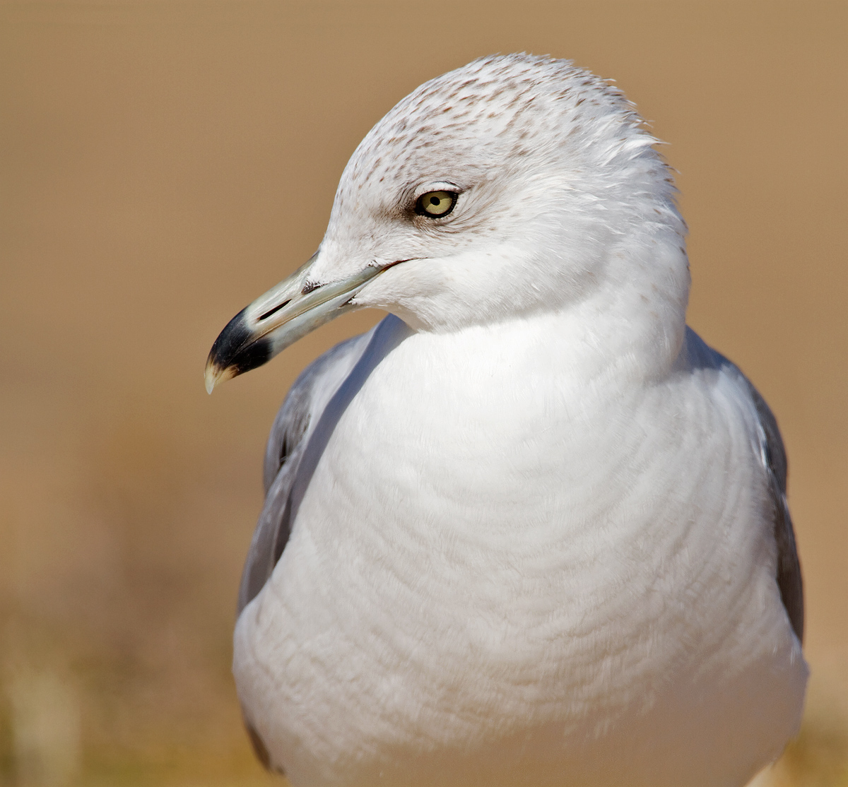 Pensive Gull