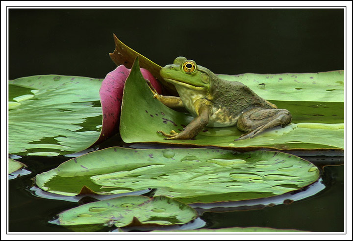 Frog