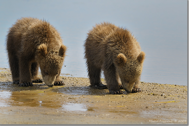 Baby bears