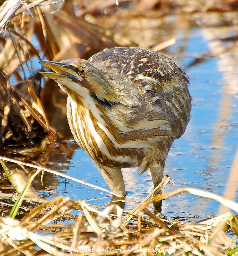 American Bittern