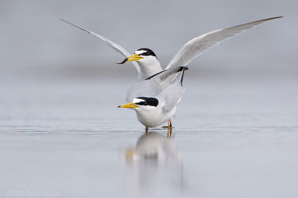 Courtship