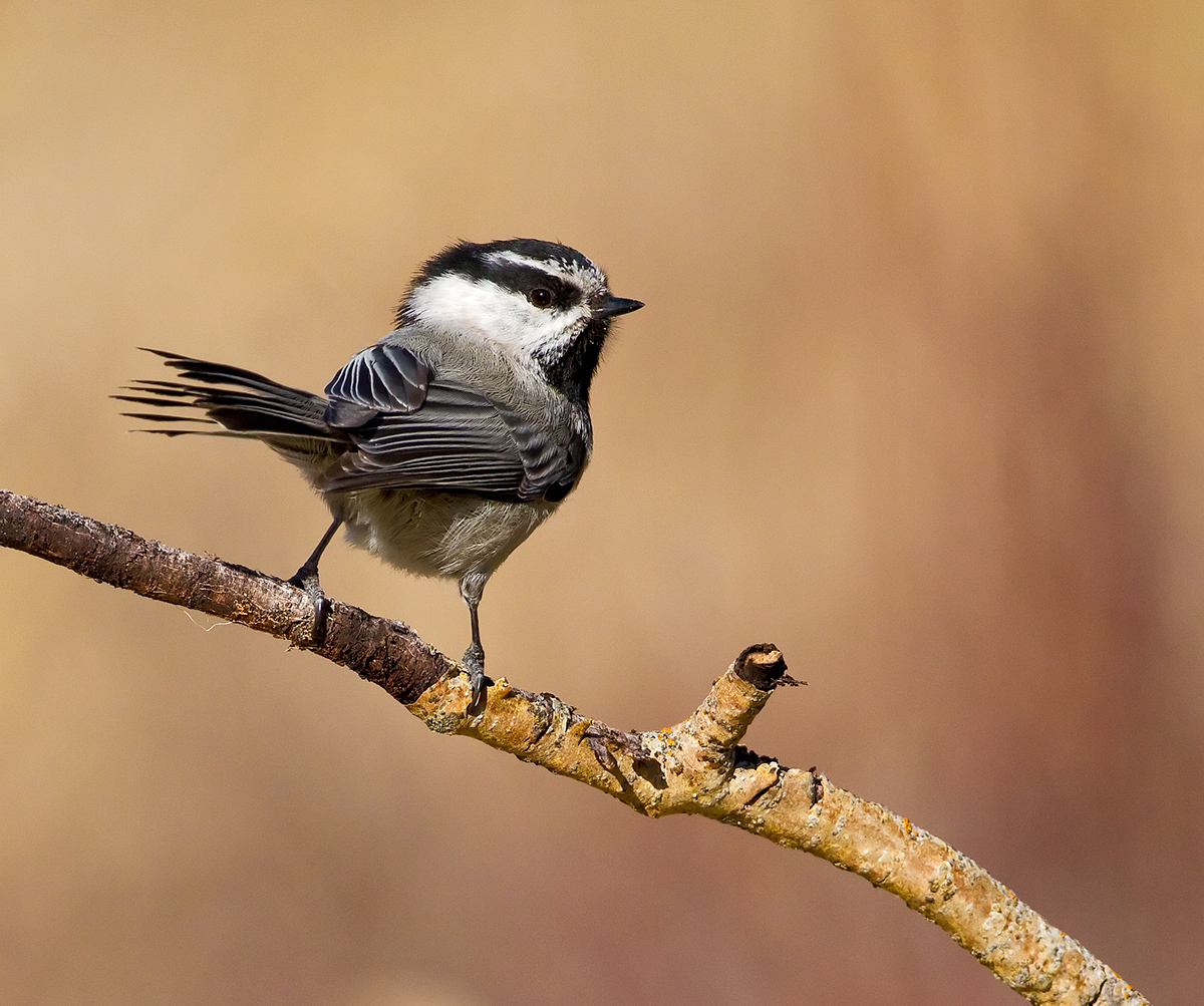 Mountain Chickadee 2