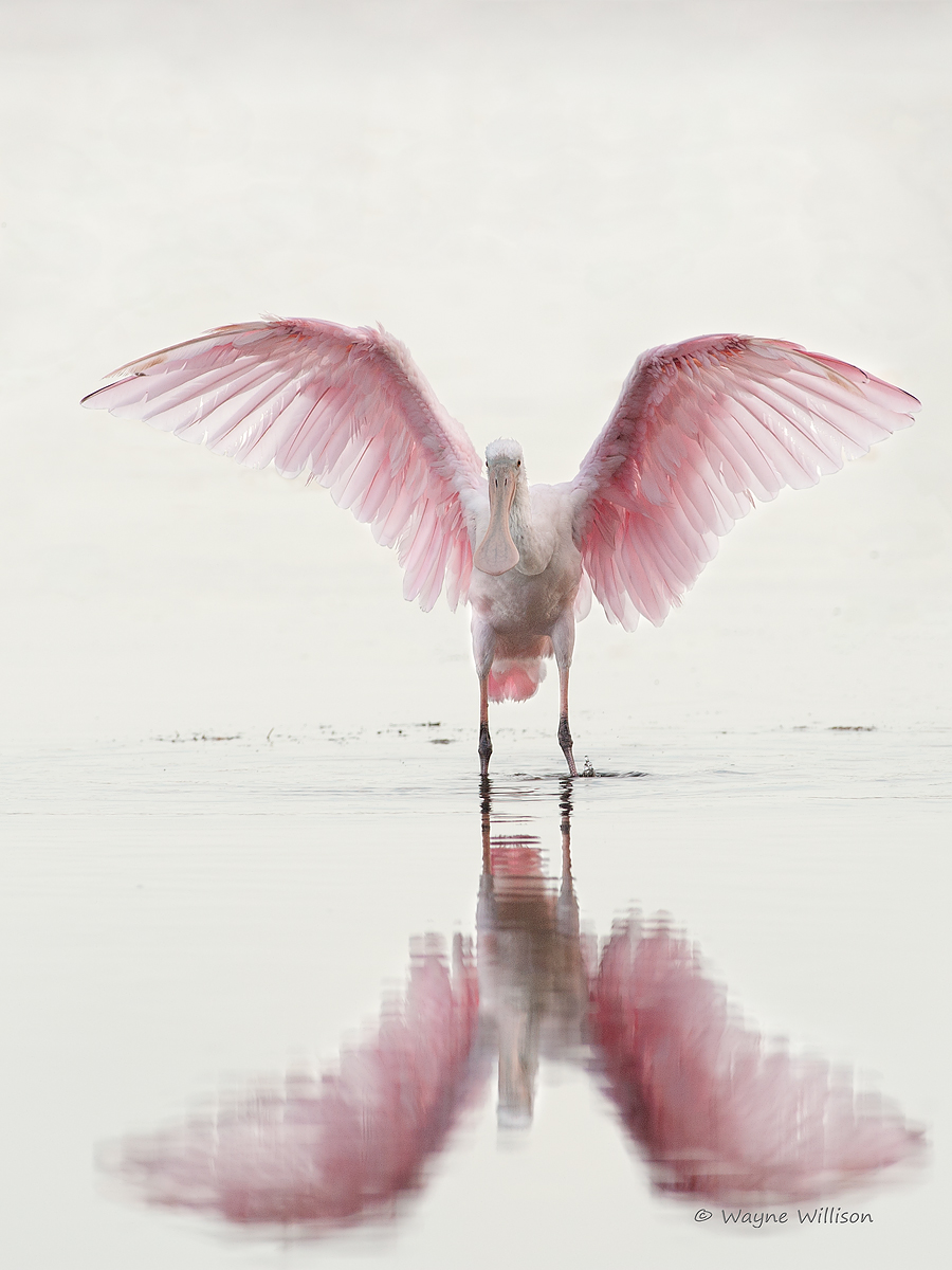 Powder Pink