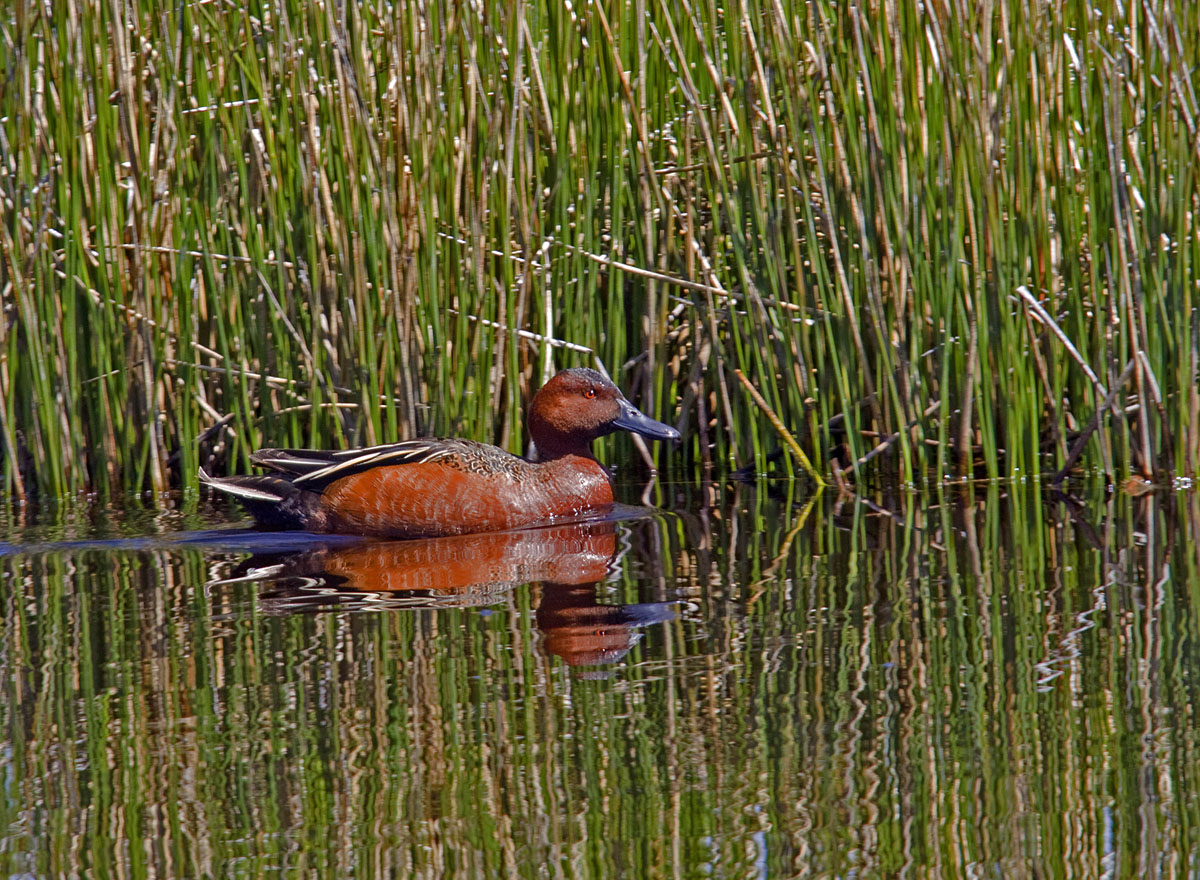 Cinnamon Teal