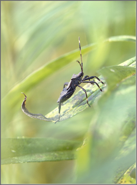 Mighty bug
