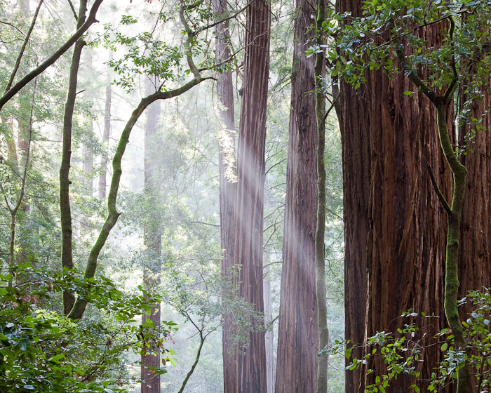 Muir Woods