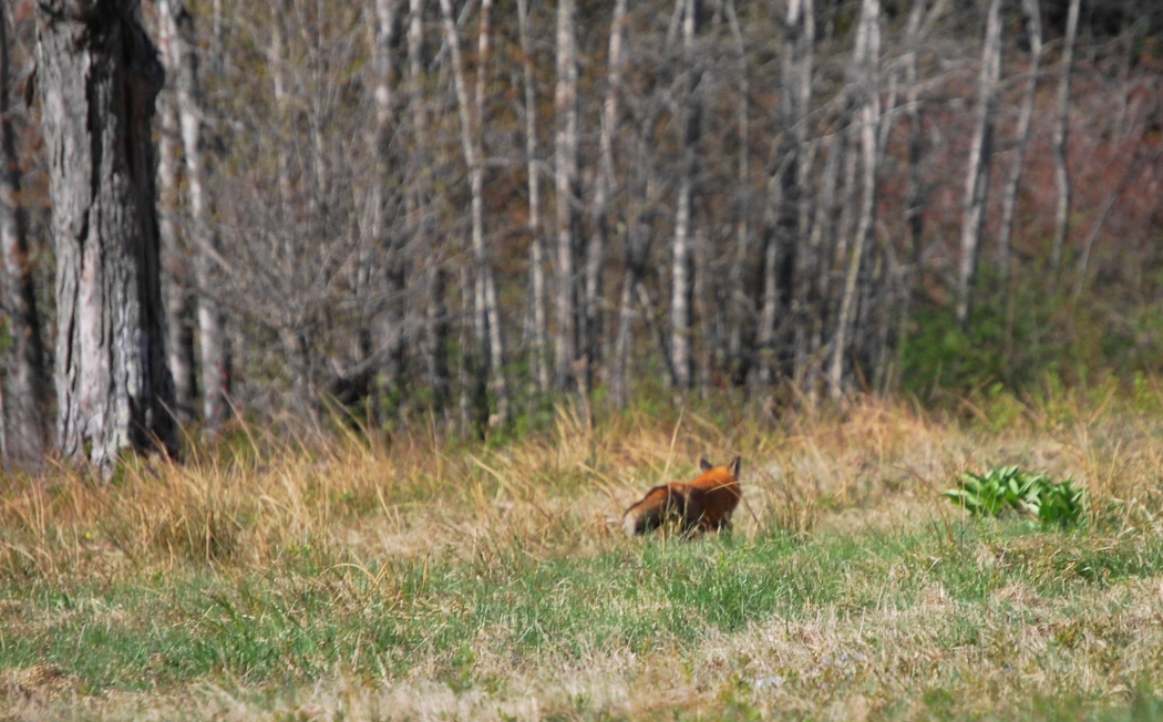 Lurking Red Fox