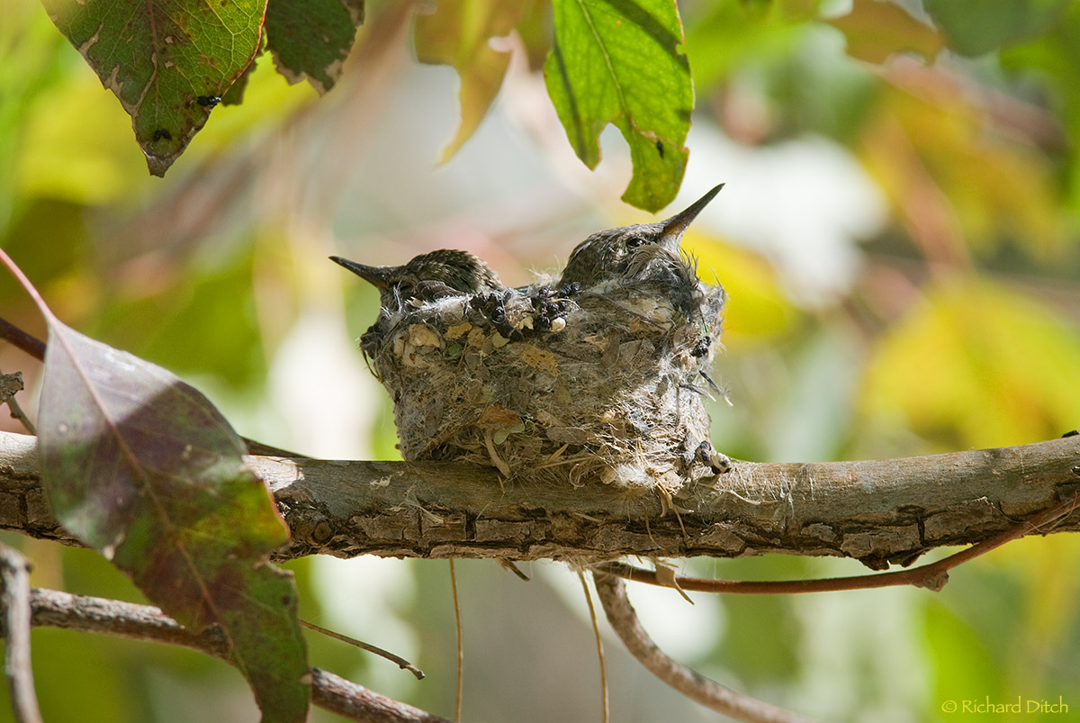 Anna's Hummingbird