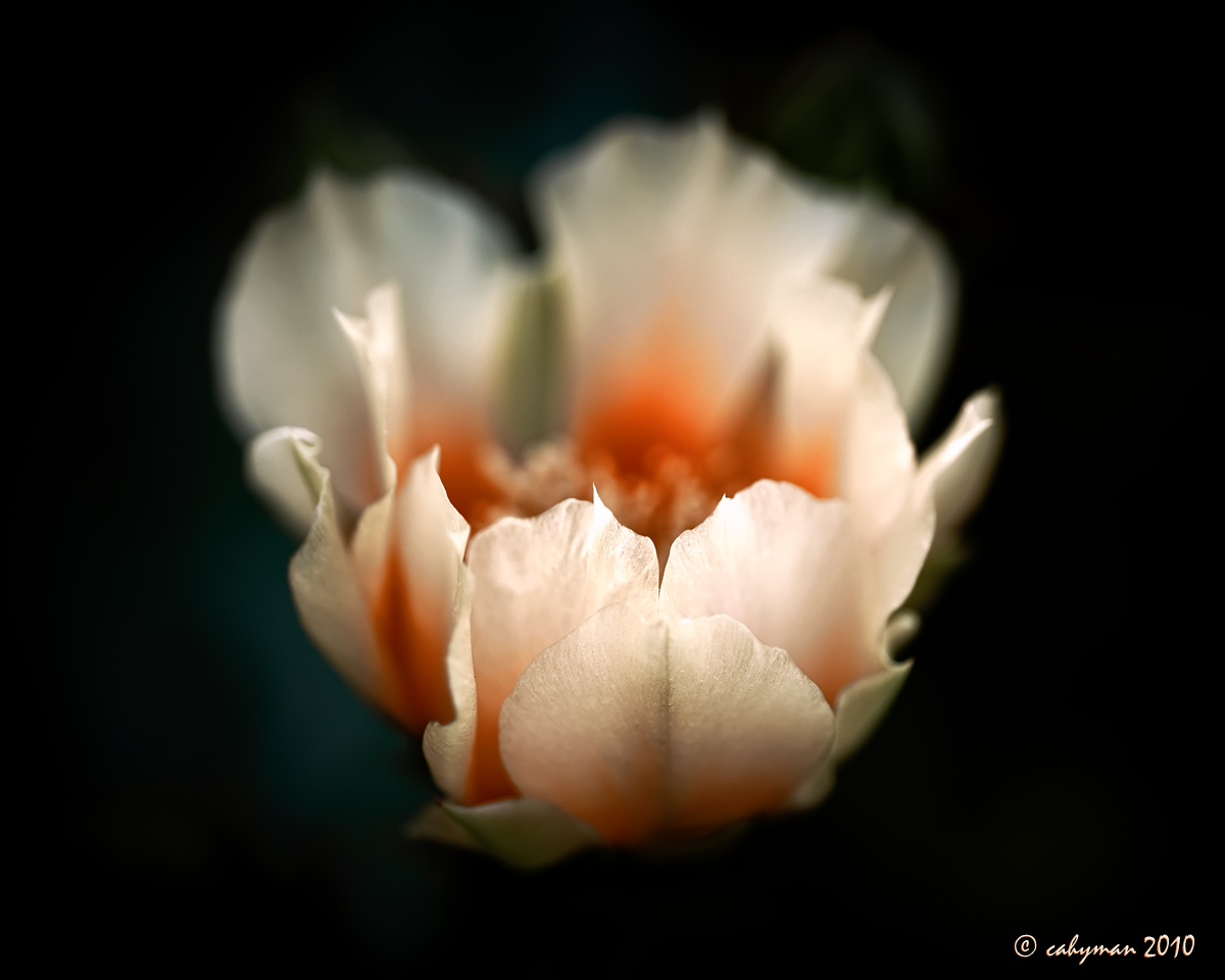 Prickly Pear Blossom
