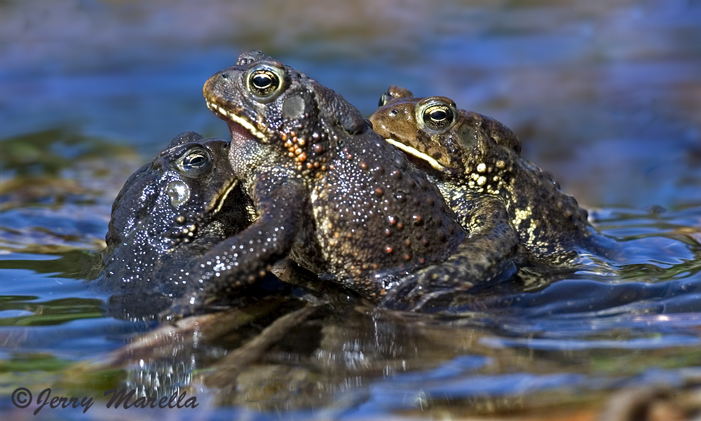 Pile O Toads