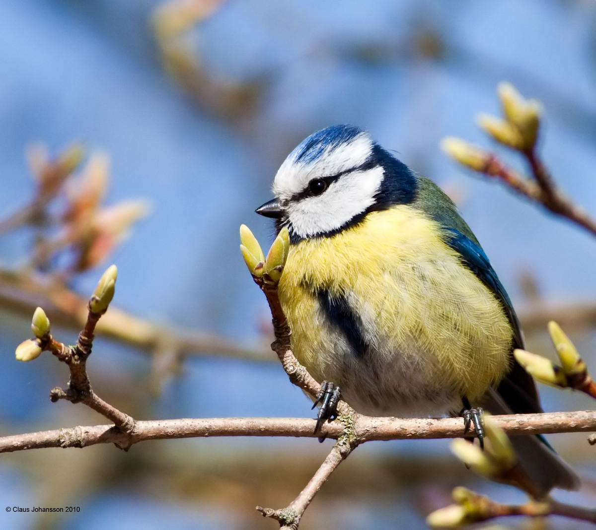 Blue Tit