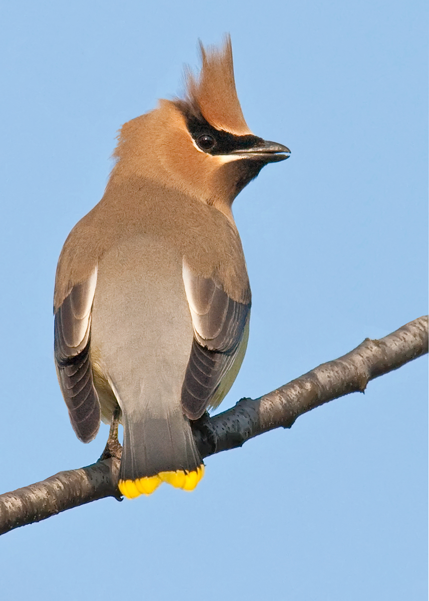 Cedar Waxwing-Alert Pose