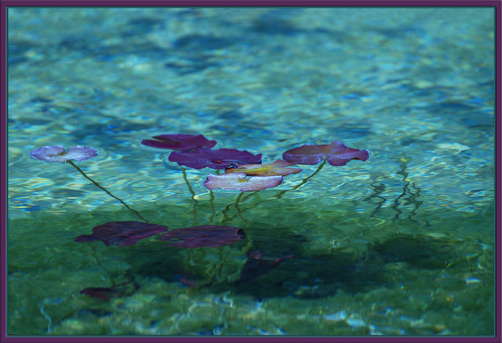 Monet's Lillies