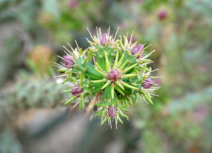 Cholla Buds