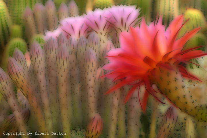 Cacti