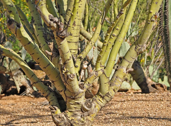 Climbing Trees