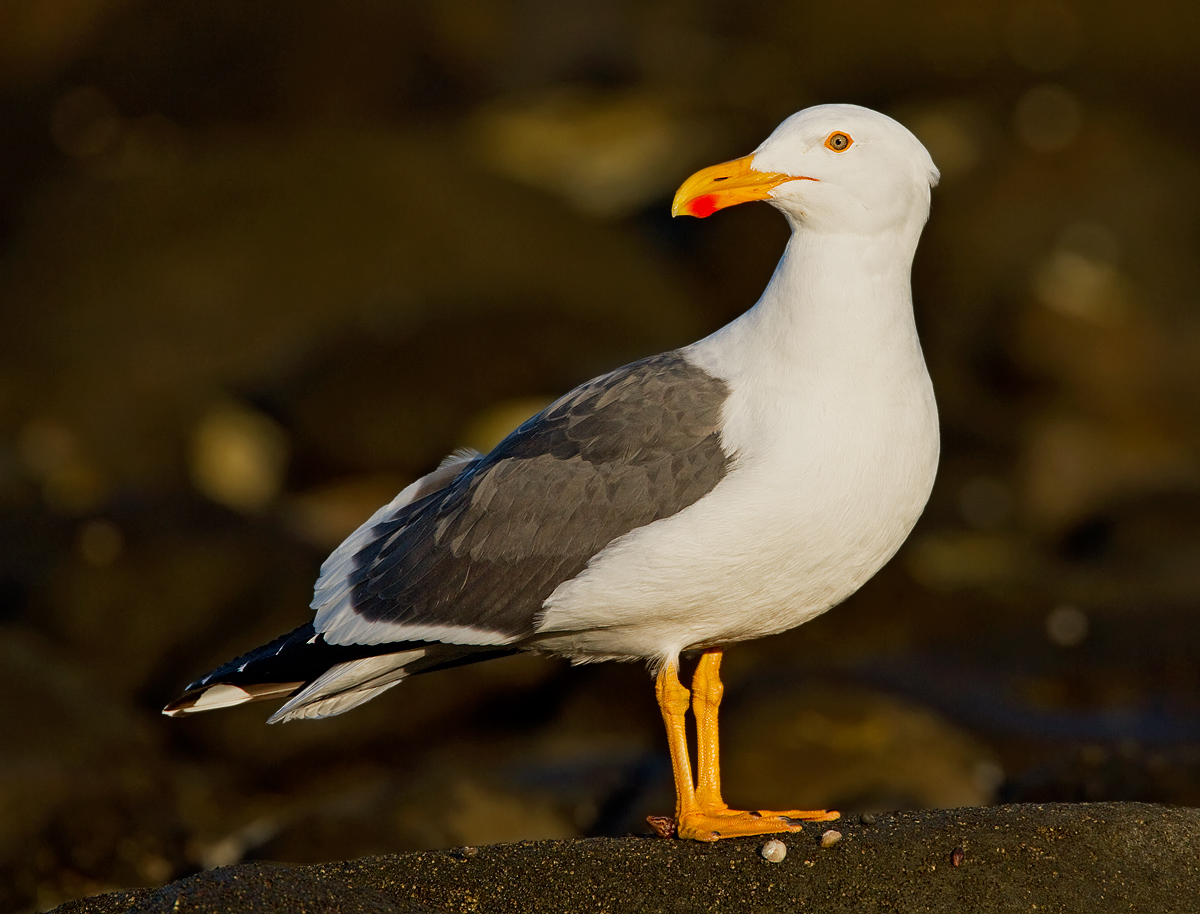 Yellow-footed Gull