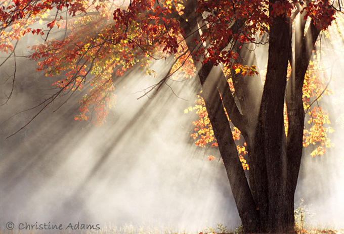 Heavenly Light