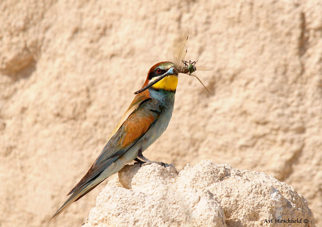 European Bee-eater(Merop