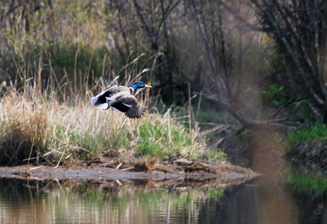 Midair Mallard