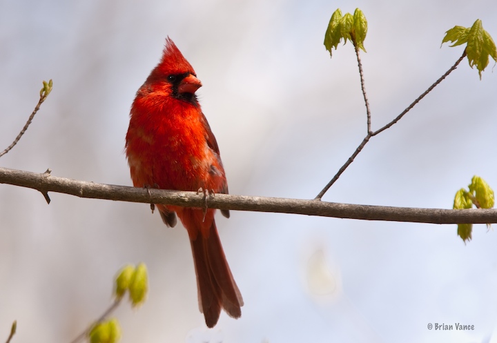 Spring Cardinal