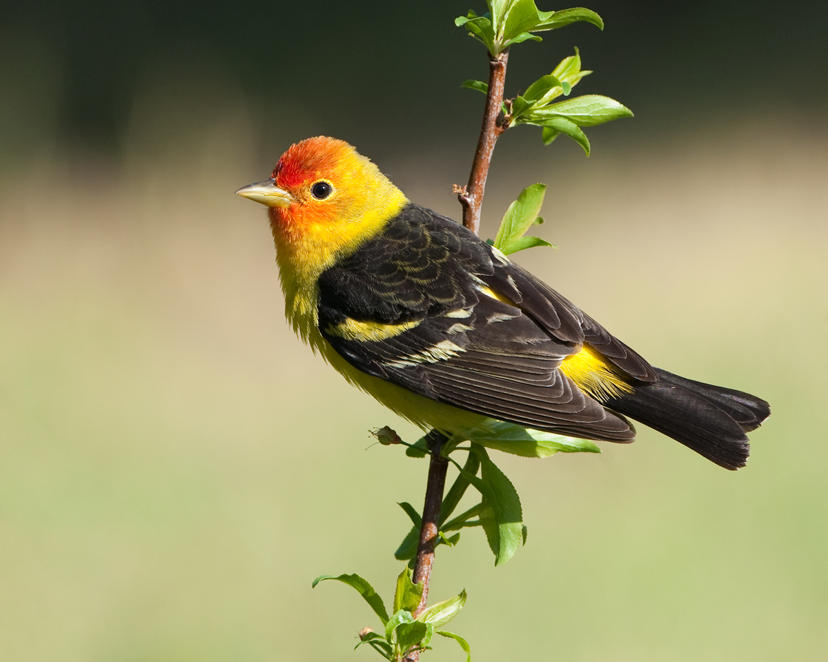 Western Tanager