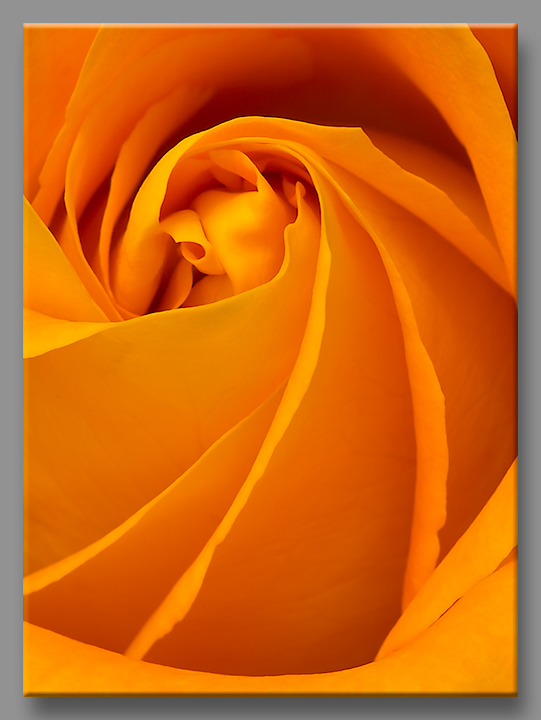Farewell Rose