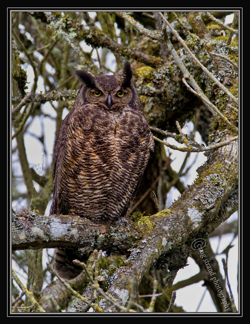 Great Horned Owl