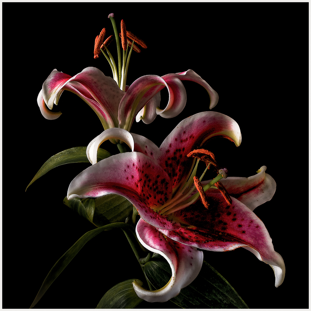 Stargazers