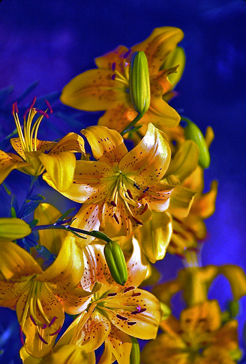 Tiger Lilies on Blue