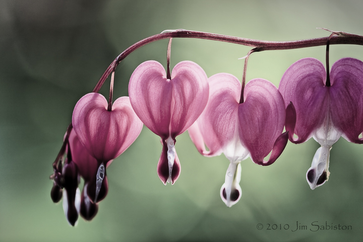 Hearts of Spring