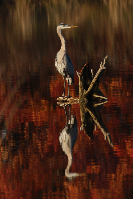 GBH in the fall