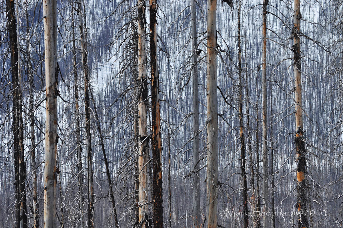 After the Fire