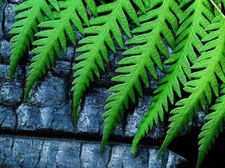 Fern On Burn
