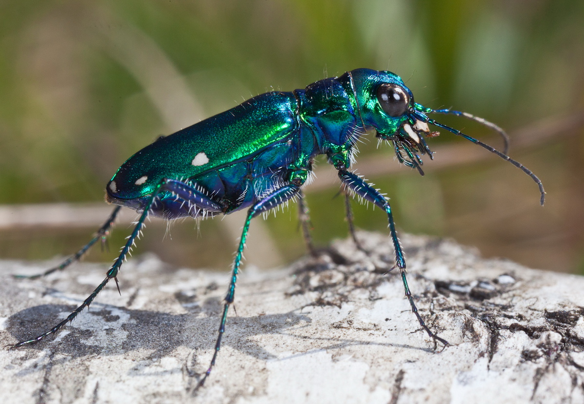Six-Spotted Tiger Beetle