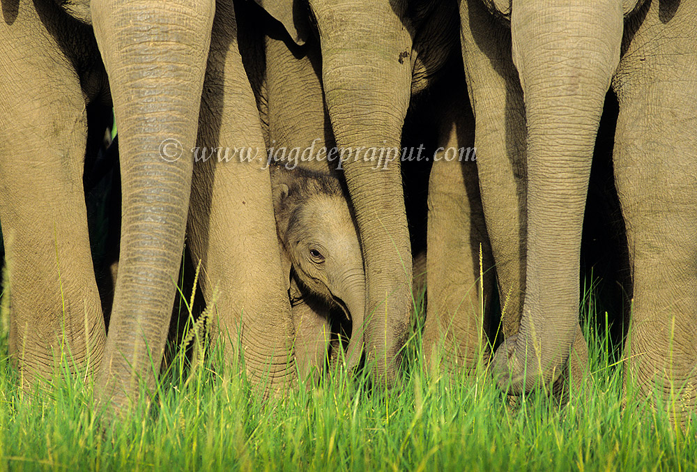 Elephannt Calf