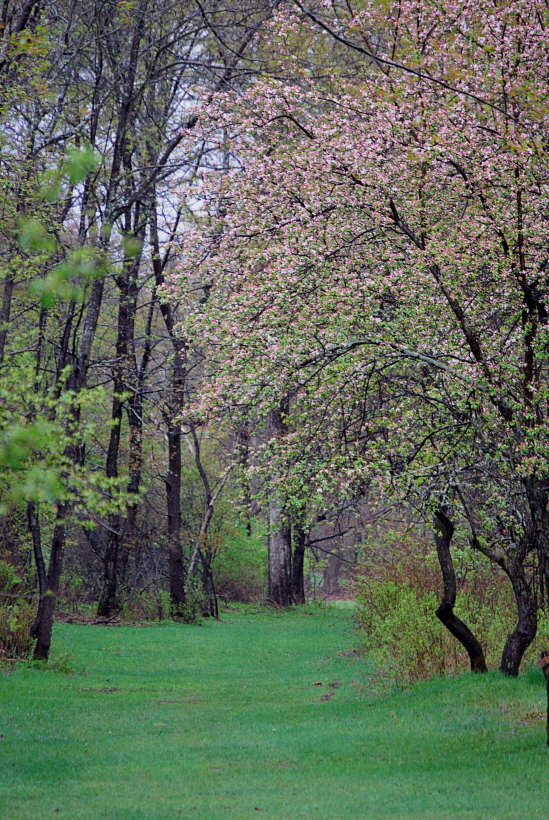 The Springtime Lane