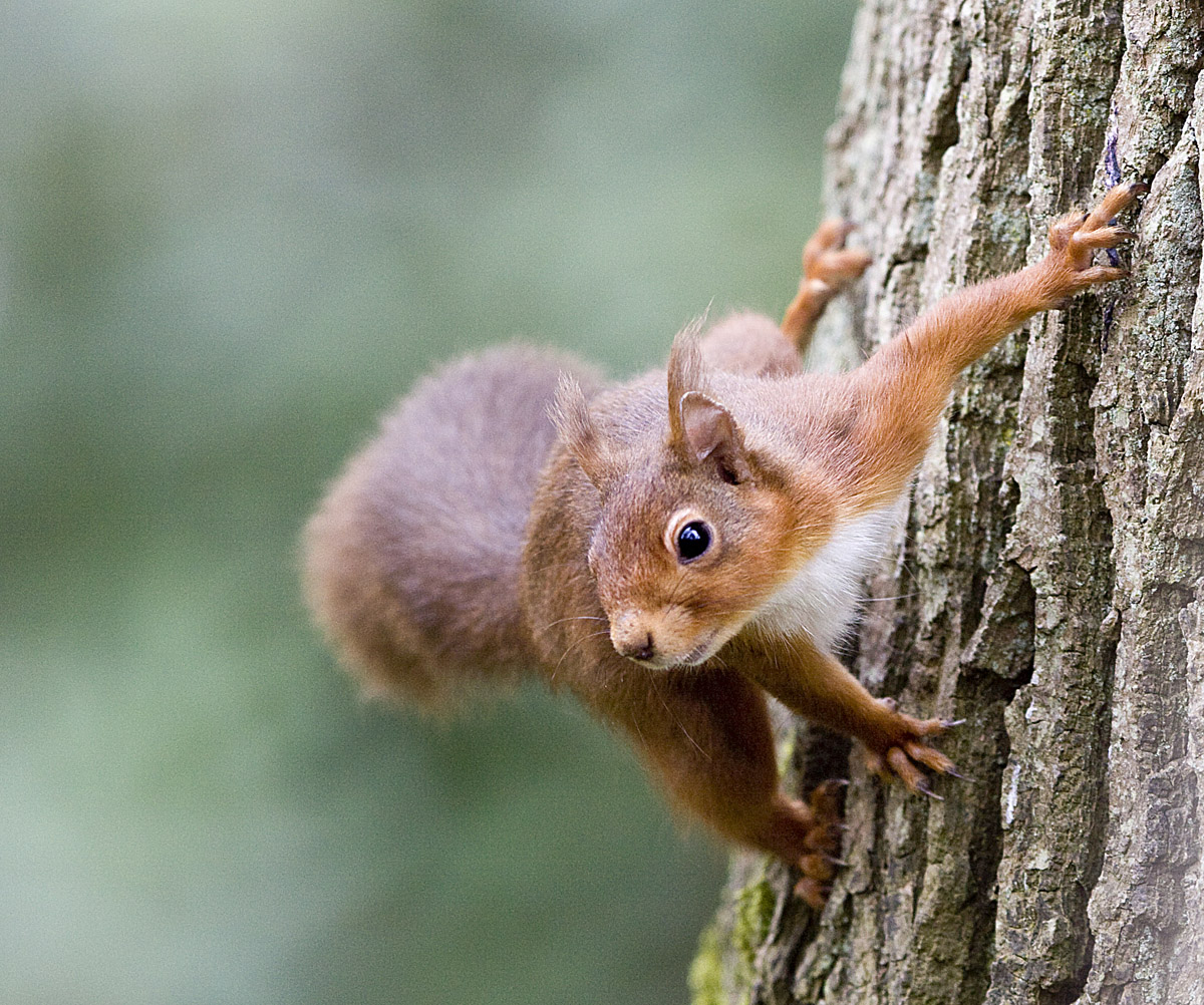 Red Squirrel