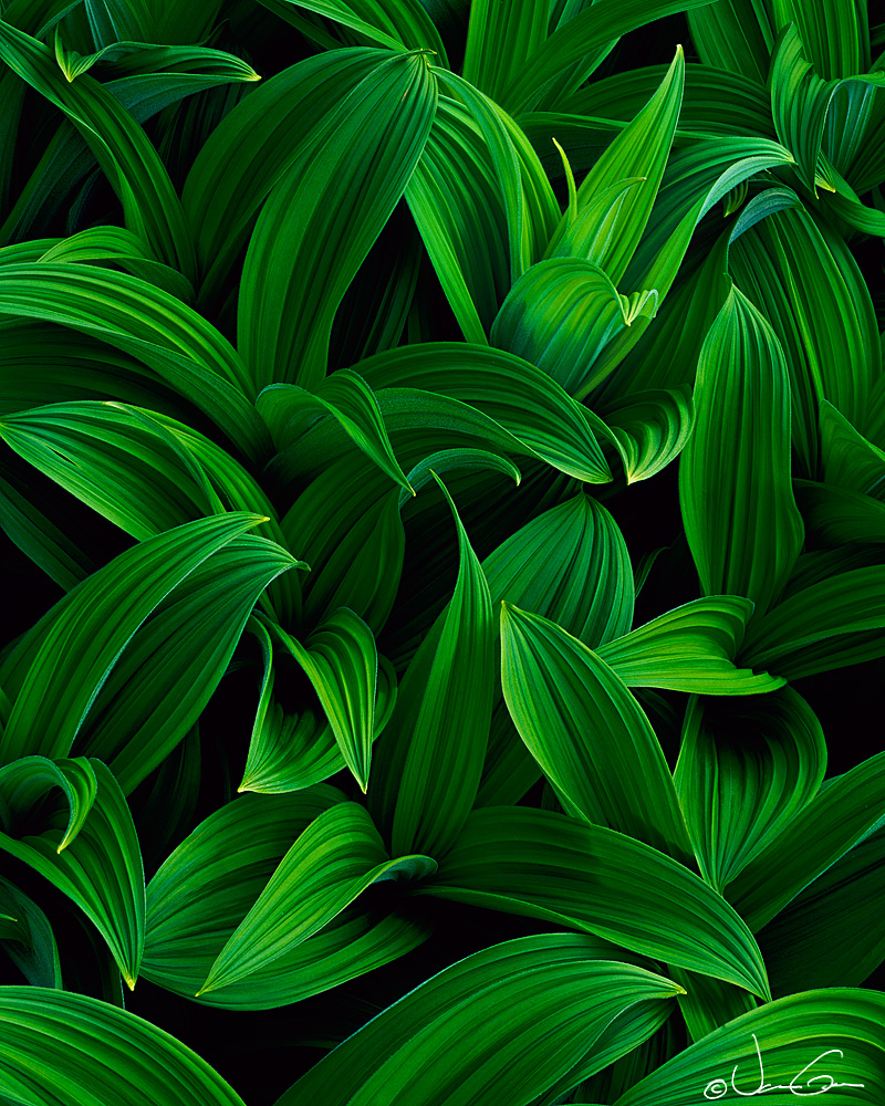 Veratrum