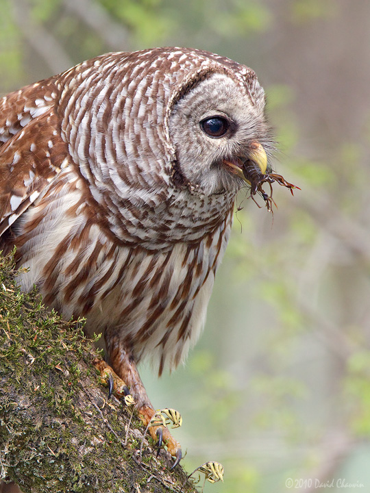 Barred Owl